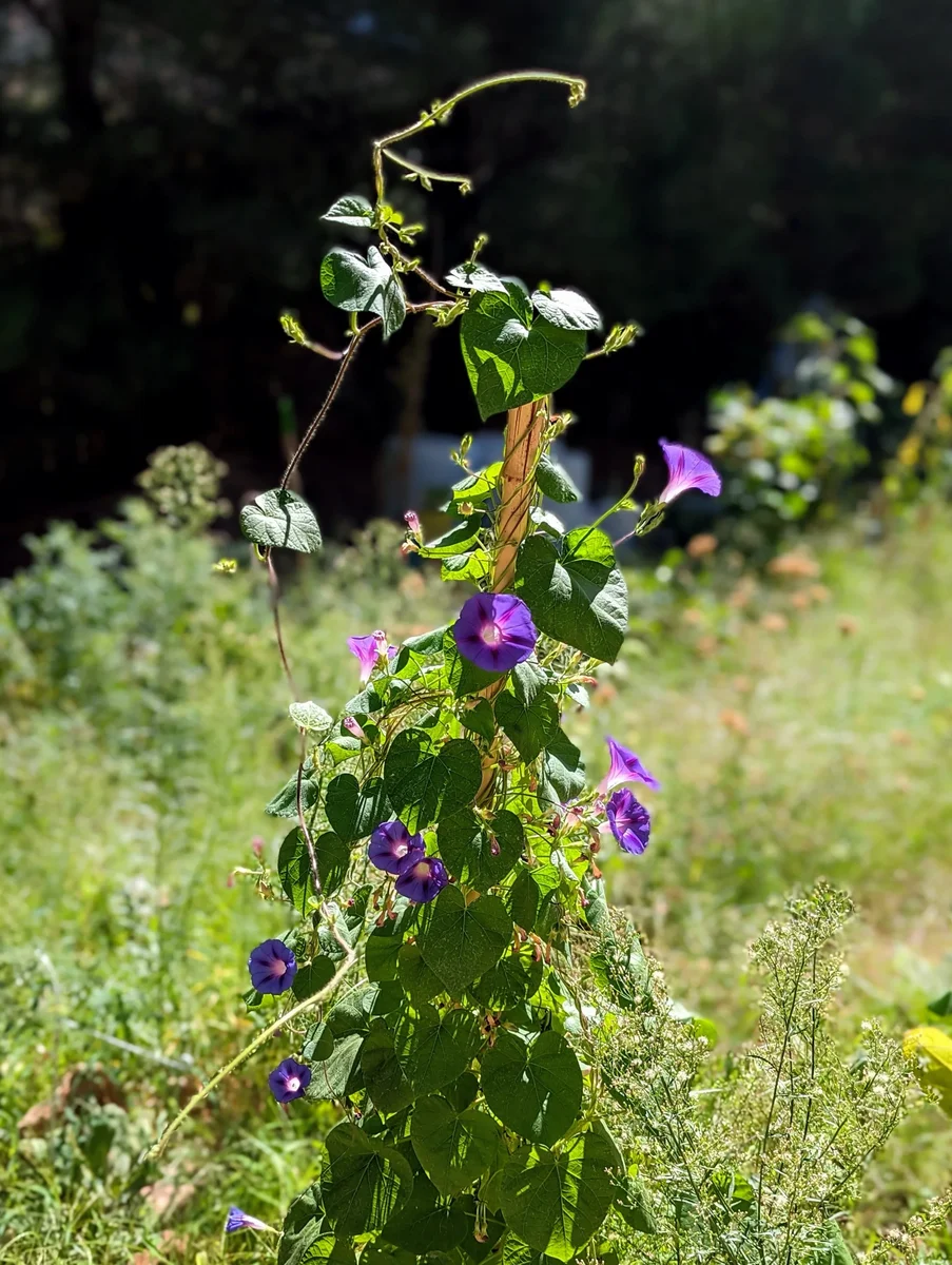 Morning Glories Enjoying the Light
